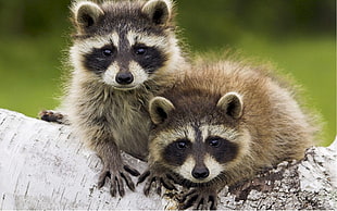 two brown raccoon on tree branch